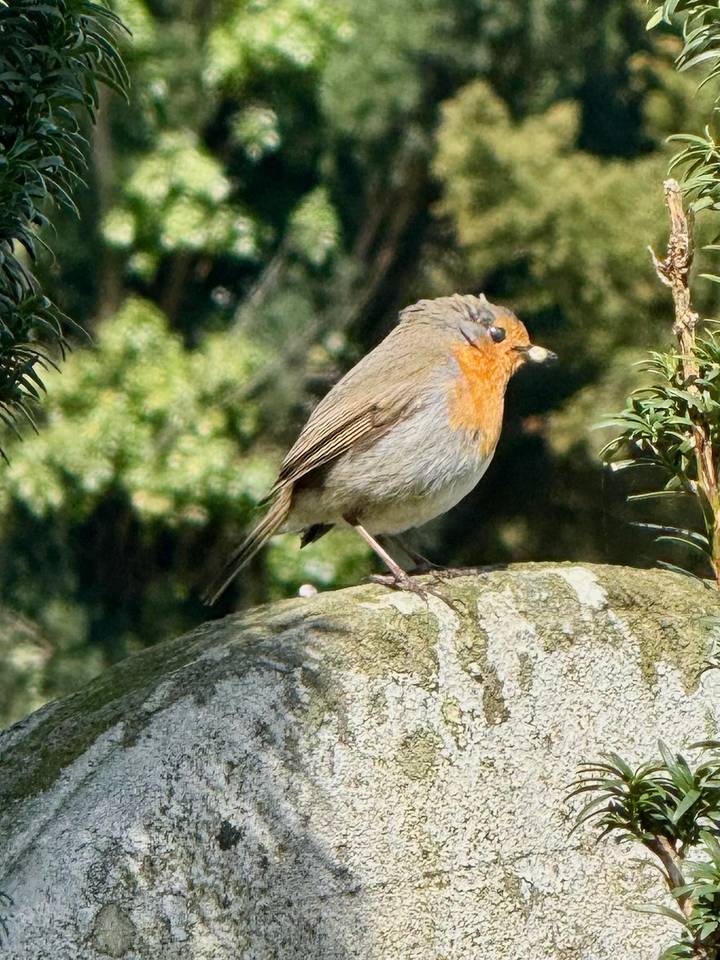 Close-up of a European robin perched on mossy stone amid greenery.