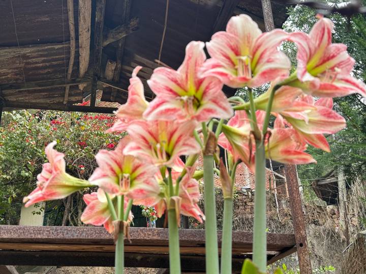 Close-up of pink-striped lilies blooming with a rustic wooden roof in the background