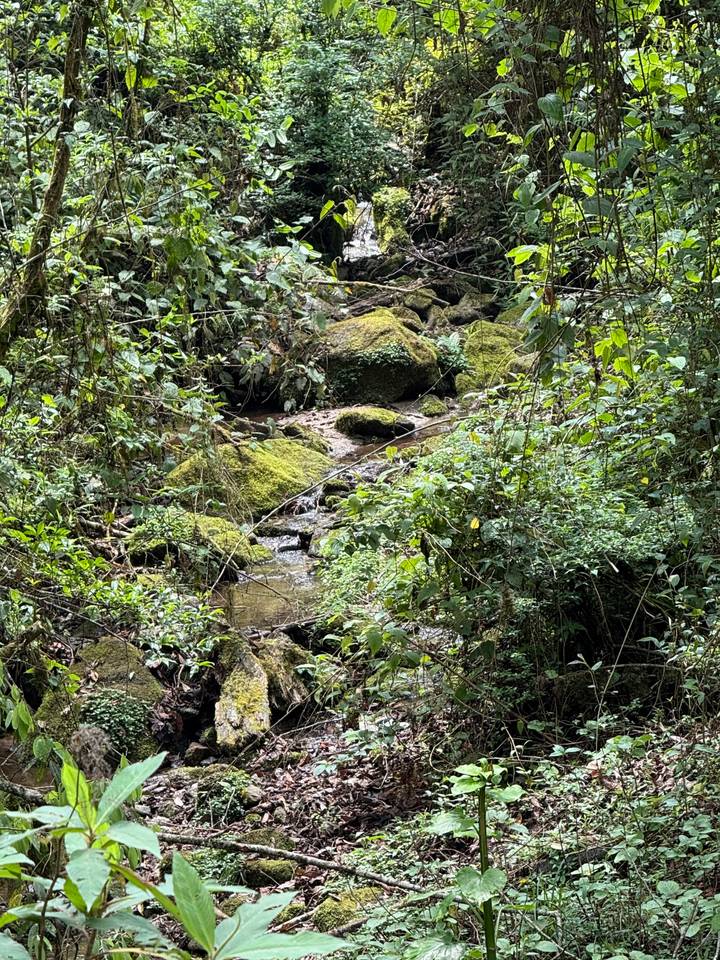 Clear stream flowing over moss-covered rocks in a dense green jungle