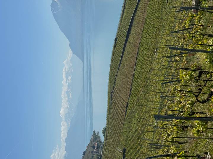 Sunny view over vineyard terraces descending to a calm blue lake with snowy Alps beyond.