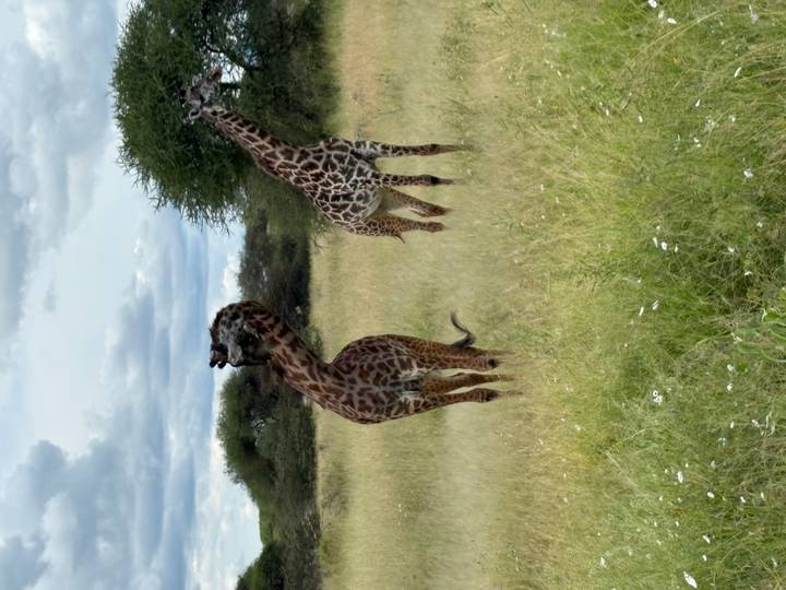 Two giraffes stand alert in tall grass on an African savannah under a partly cloudy sky.