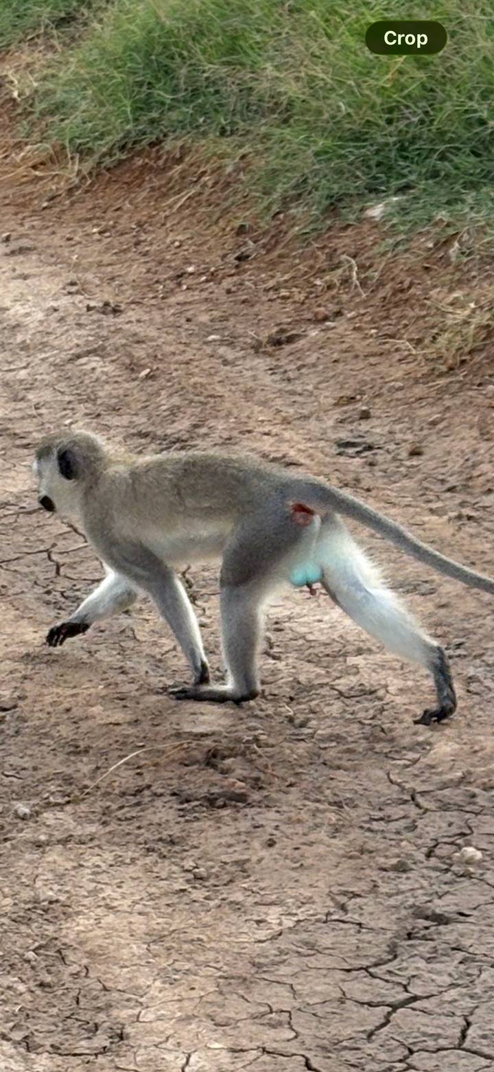 Close view of a vervet monkey walking across dry cracked earth, tail raised.