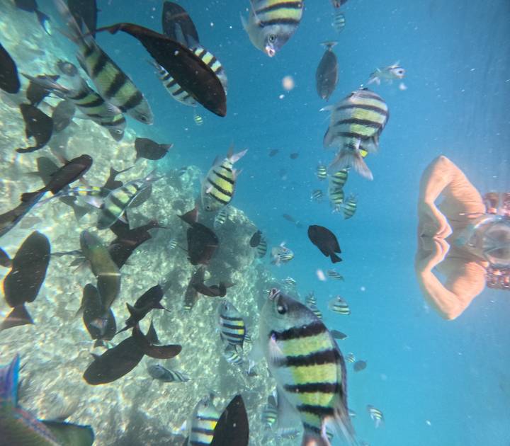 Snorkeller forms a heart shape with hands surrounded by colourful tropical reef fish in clear water.