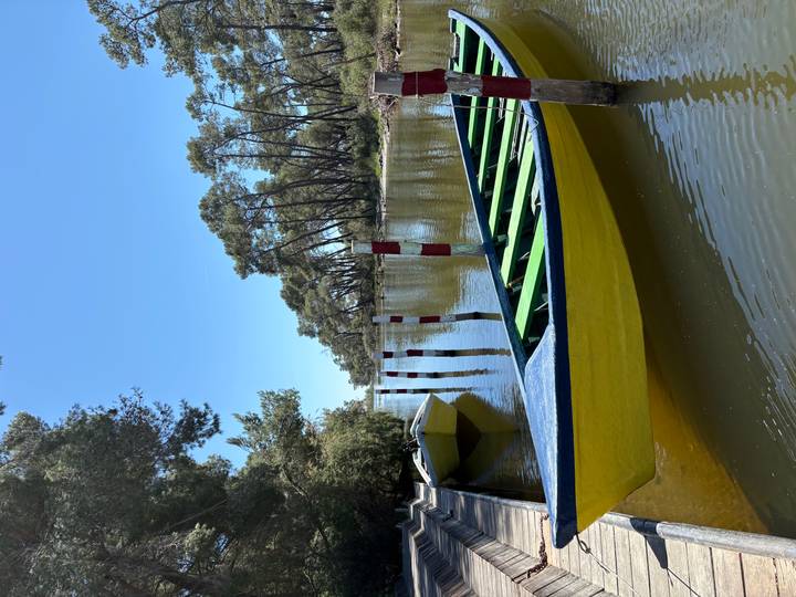 Bright yellow wooden boats moored on a calm, narrow waterway lined with tall pines under a clear blue sky