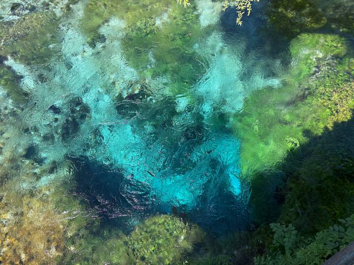 Vivid turquoise natural spring water swirling above lush aquatic plants
