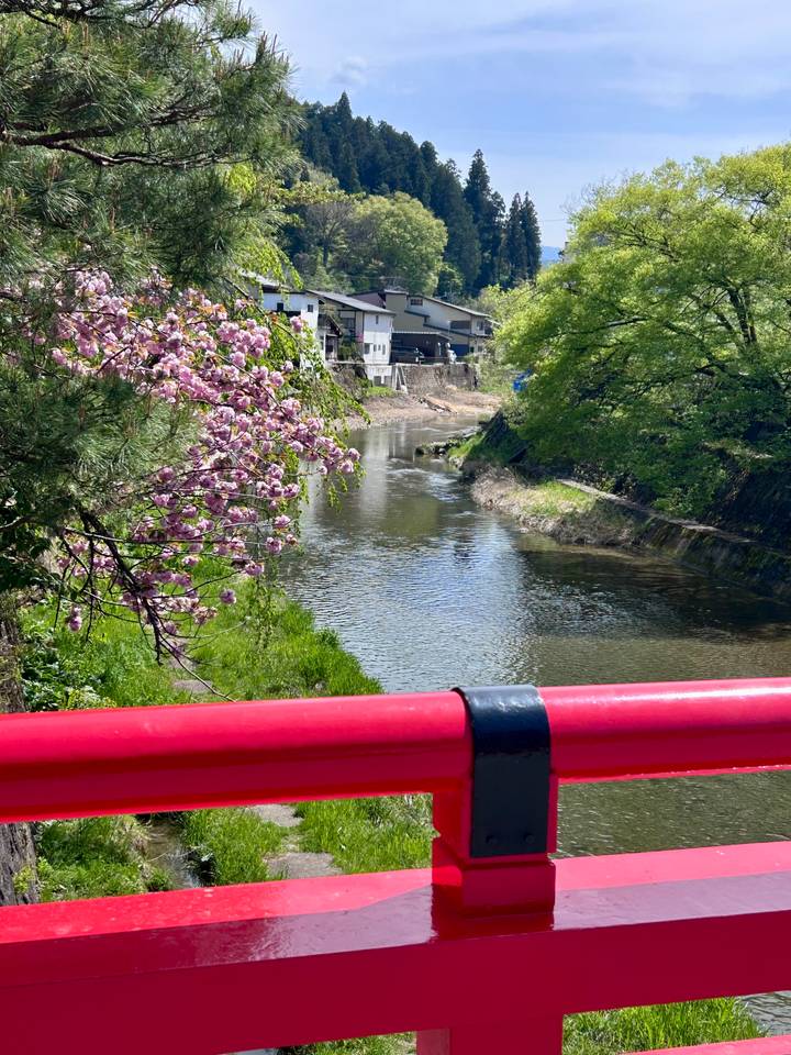 Tranquil river lined with blooming cherry blossoms and fresh spring greenery viewed from a red bridge rail.
