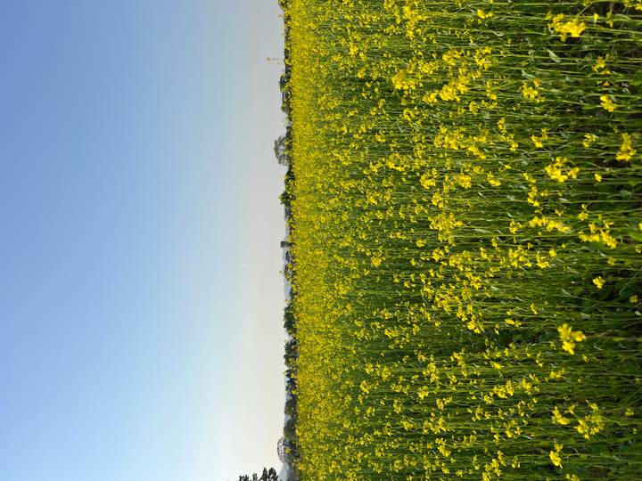 Vast field of bright yellow flowers stretching toward a clear blue sky.