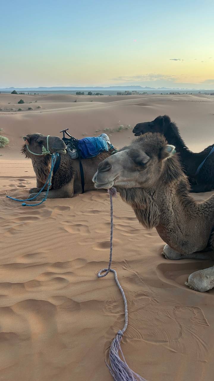 Close-up of resting camels equipped with saddles lying on the reddish desert sand.