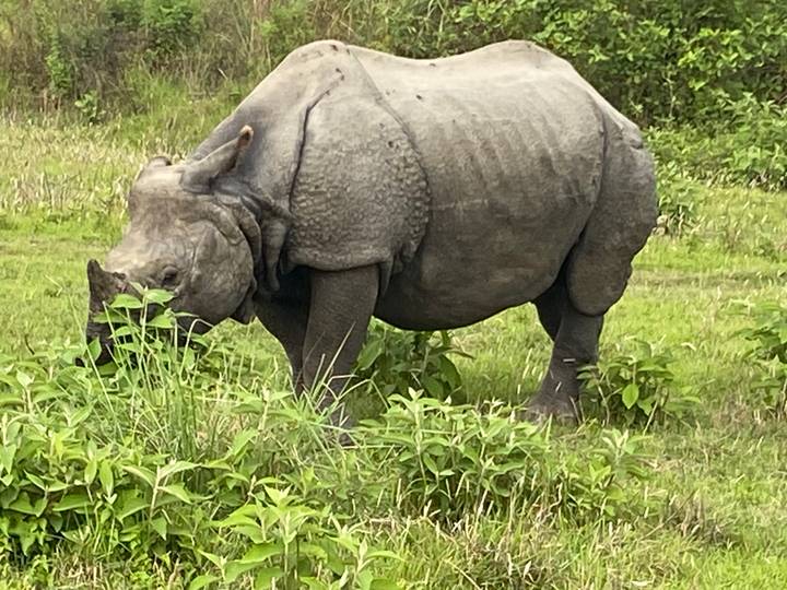 Greater one-horned rhinoceros grazes on lush green grass in a subtropical reserve.