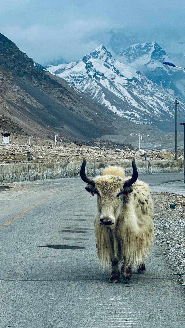 White-haired yak with curved horns stands on a high-altitude road against barren mountains.