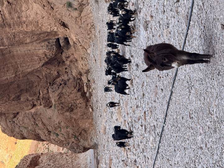 Donkey leading a herd of black goats along a rocky canyon floor.