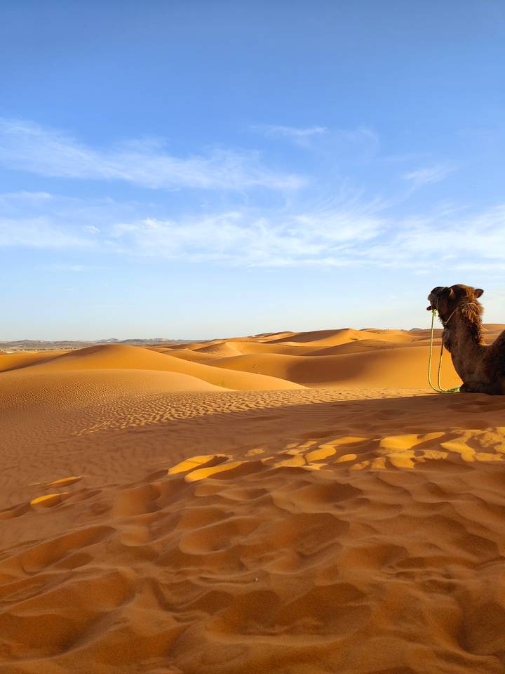 Camel resting on vast sun-lit desert dunes beneath a clear blue sky