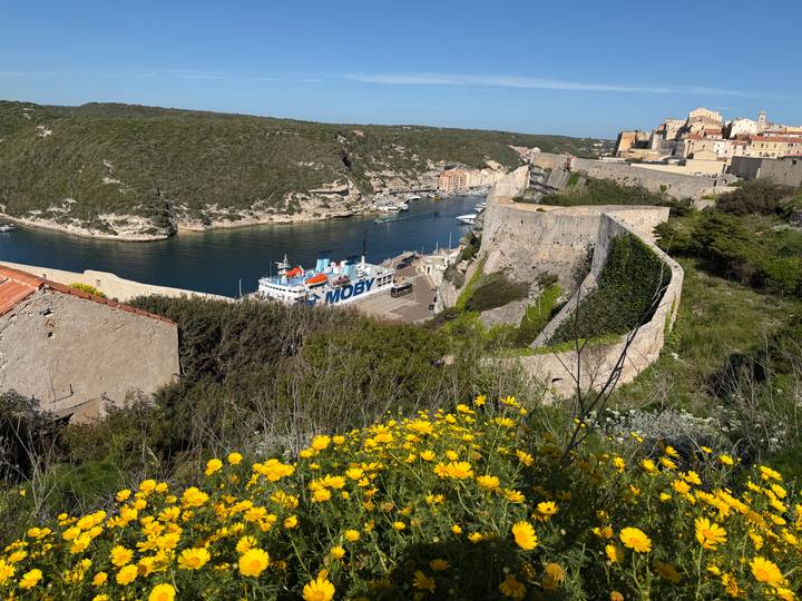 Panoramic view over Bonifacio’s cliff-top town and harbor with yellow wildflowers in the foreground and a Moby ferry docked below.