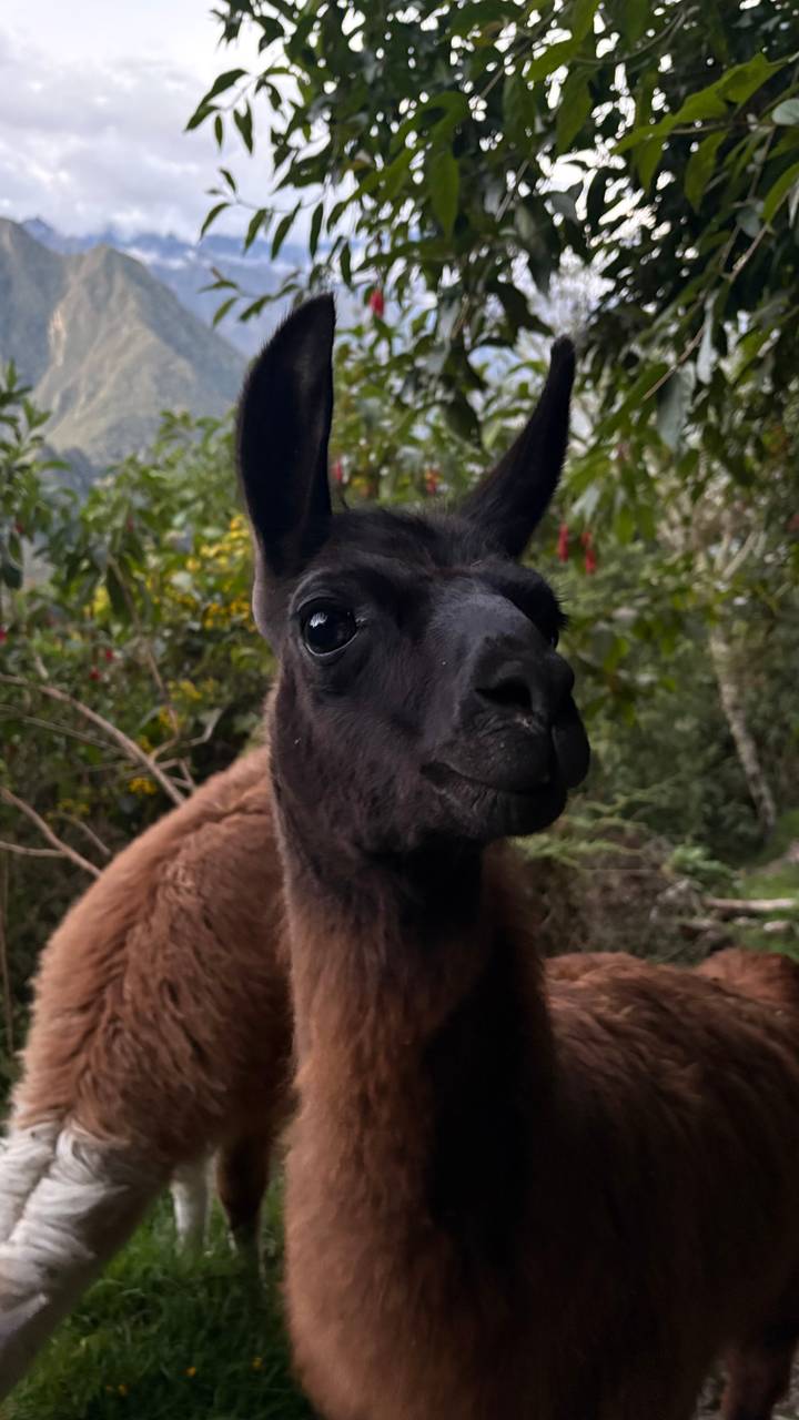 Close-up of a curious black llama against a blurred green mountain backdrop.