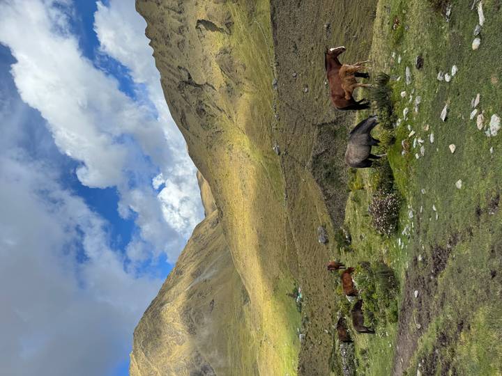Grazing horses on a lush high-altitude pasture beneath rolling Andean hills.