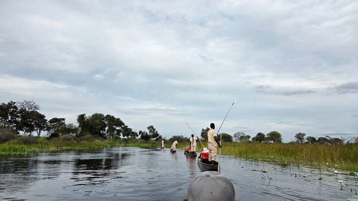 Polers guiding traditional mokoro canoes through tranquil channels of the Okavango Delta.