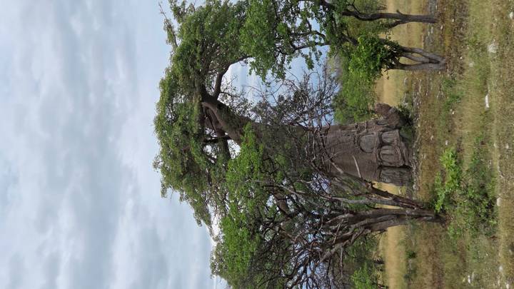 Ancient baobab tree towering above surrounding scrub in open savanna landscape.