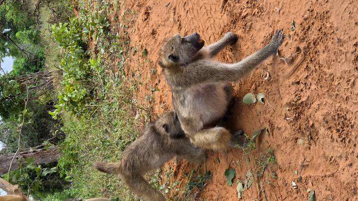 Pair of baboons interacting on red sandy ground surrounded by green bush.