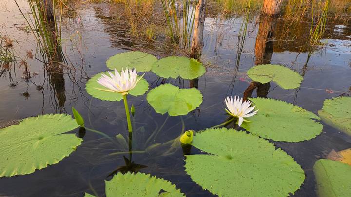 White water lilies and round green pads floating on calm reflective water in warm golden light.