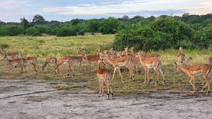 Large herd of impalas grazing on a grassy plain near woodland at dusk.