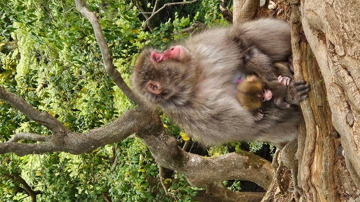 A Japanese macaque mother cradles her tiny infant while sitting on a tree root in a green forest habitat.