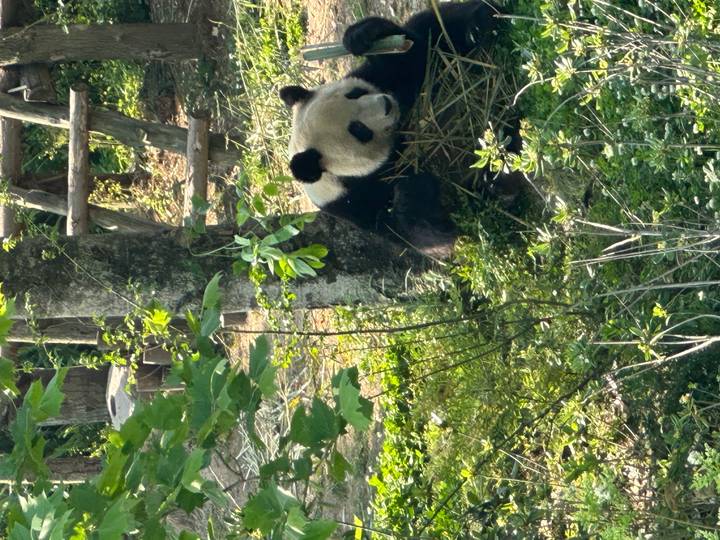 Giant panda resting amid lush green foliage in an outdoor enclosure