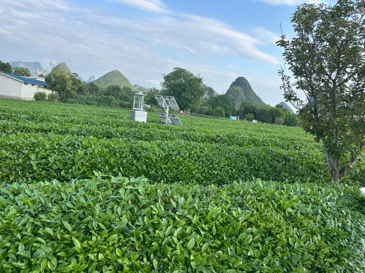 Vast green tea fields with karst limestone peaks rising in the background under a light blue sky