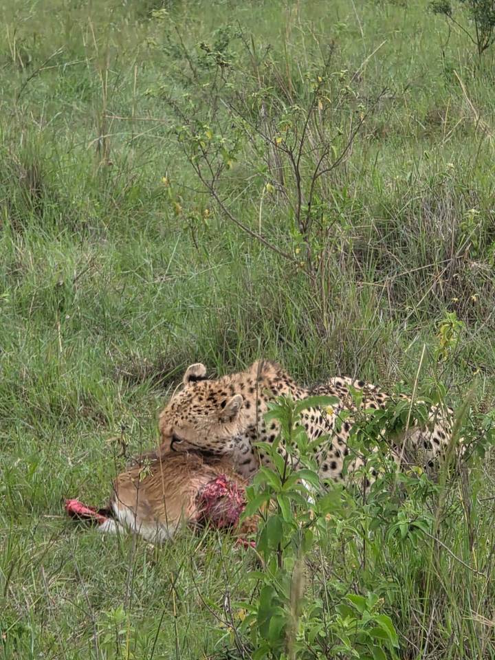 Cheetah resting in tall grass gripping fresh prey in its jaws