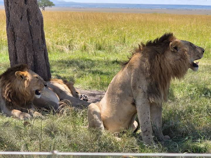 Three male lions resting and roaring in the shade of a tree on grassy plains
