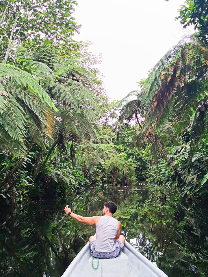 Dense tropical rainforest with towering ferns reflected in a still water channel.