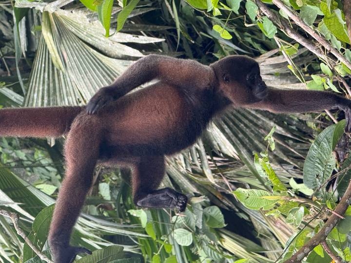 Brown woolly monkey hangs upside-down among lush jungle foliage.