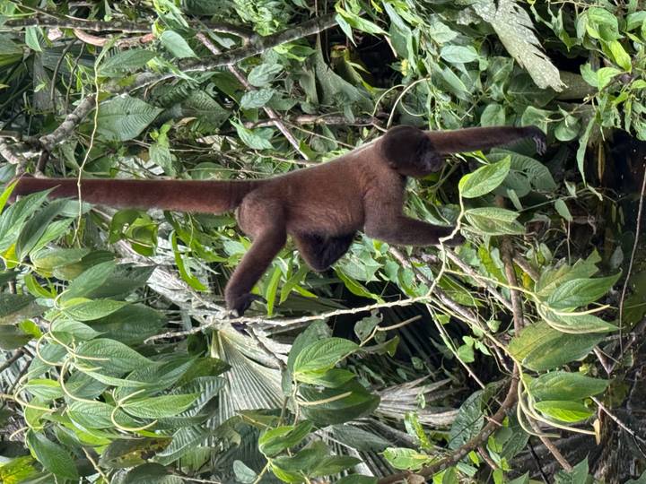 Brown monkey hangs by one arm amid leafy jungle vines over dark water.