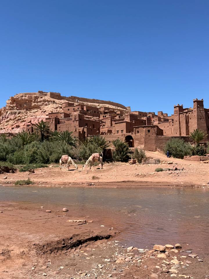 Clay-brick ksar of Aït Benhaddou perched on a hill above a shallow river with two camels grazing.