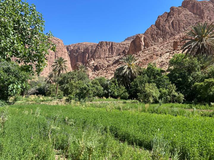 Green oasis with palm trees framed by dramatic red rock cliffs beneath a deep blue sky