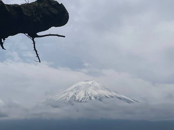 Snow-capped peak of Mount Fuji emerging above a blanket of clouds with a silhouetted tree branch in the foreground