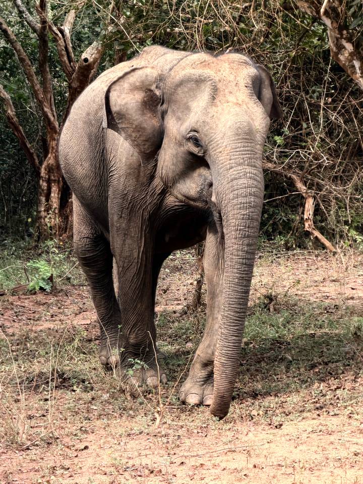 Close-up of a wild Asian elephant standing in scrubby woodland, its textured skin filling the frame.