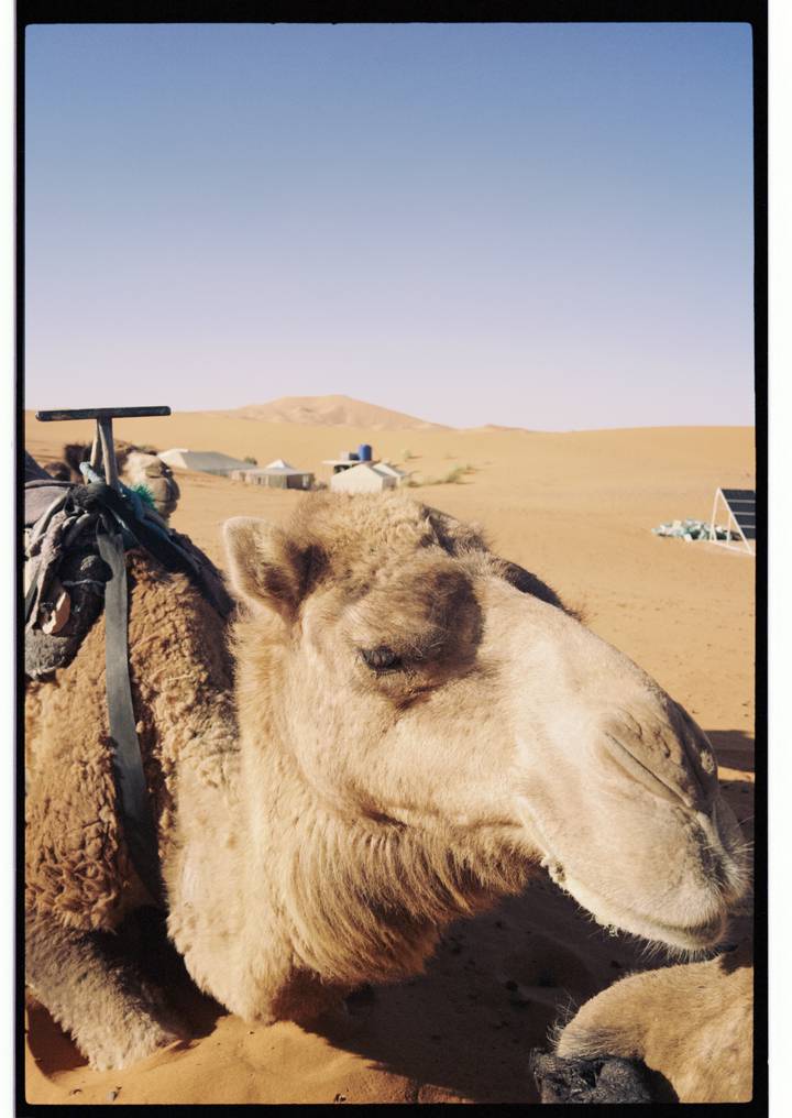 Close-up profile of a camel with desert camp and dunes softly out of focus behind.