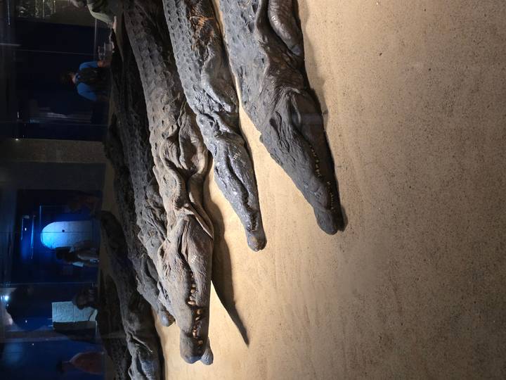 Mummified crocodiles lie preserved in a museum display case under dim lighting.
