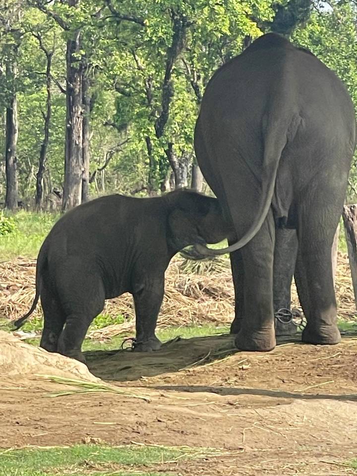 Baby elephant nursing beneath its mother in a grassy forest clearing