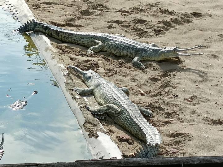 Two gharial crocodiles bask on sandy riverbank beside calm water