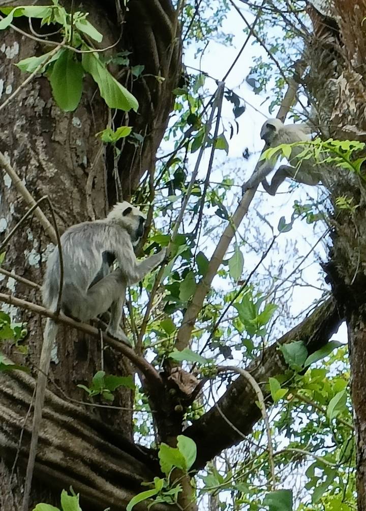 Grey langur monkey perched on a branch amid dense foliage