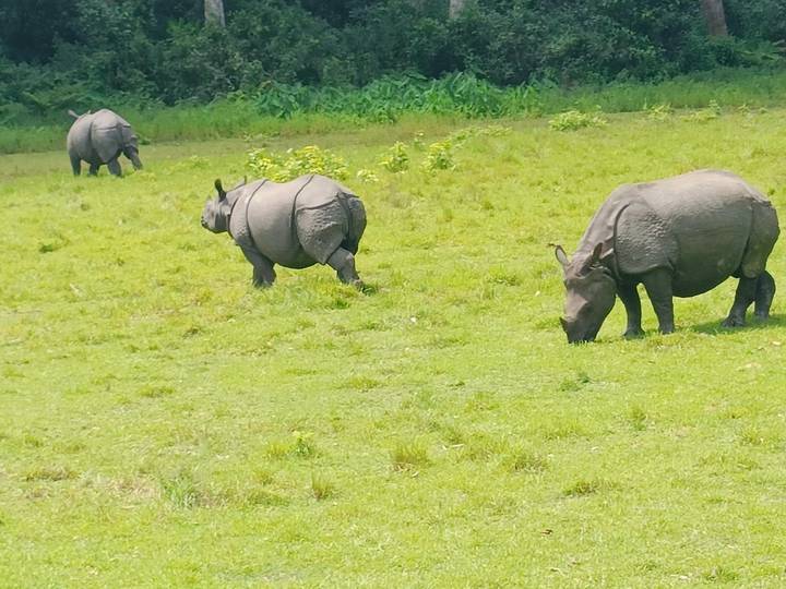 Three one-horned rhinos grazing on an open grassy plain