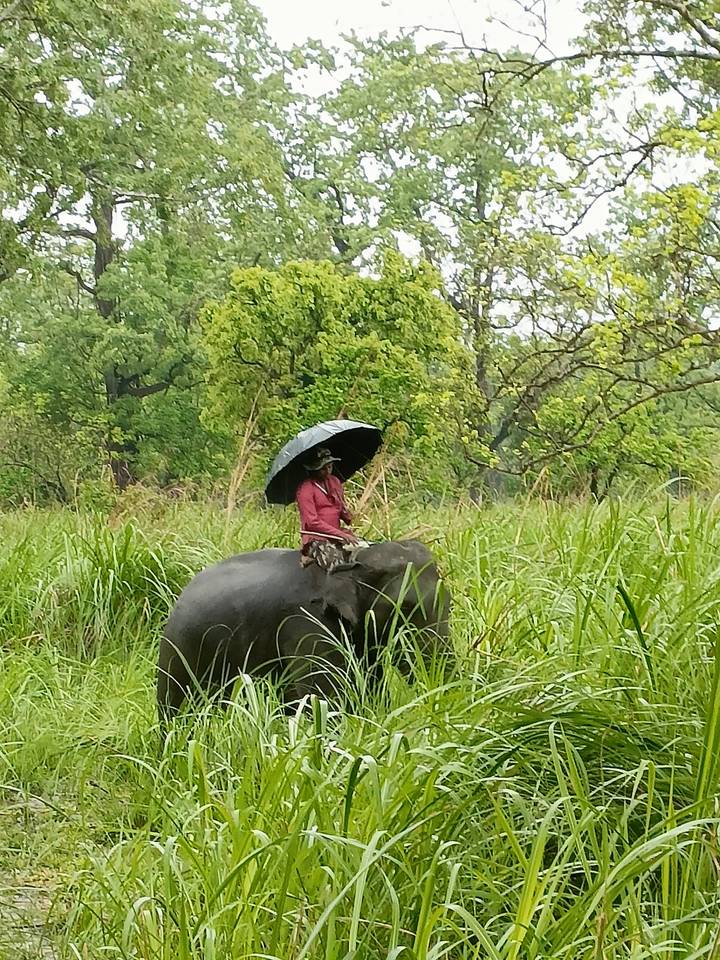Mahout with umbrella rides an elephant through tall green grass on a rainy day