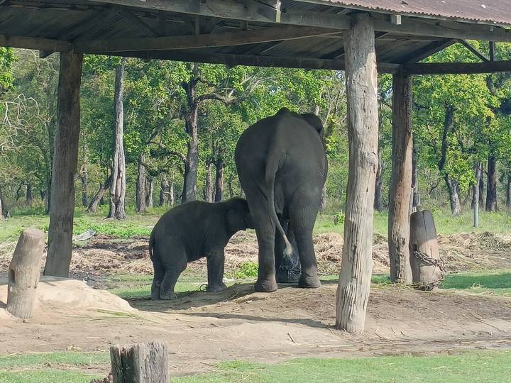 Elephant calf standing under a wooden shelter beside its mother in the forest