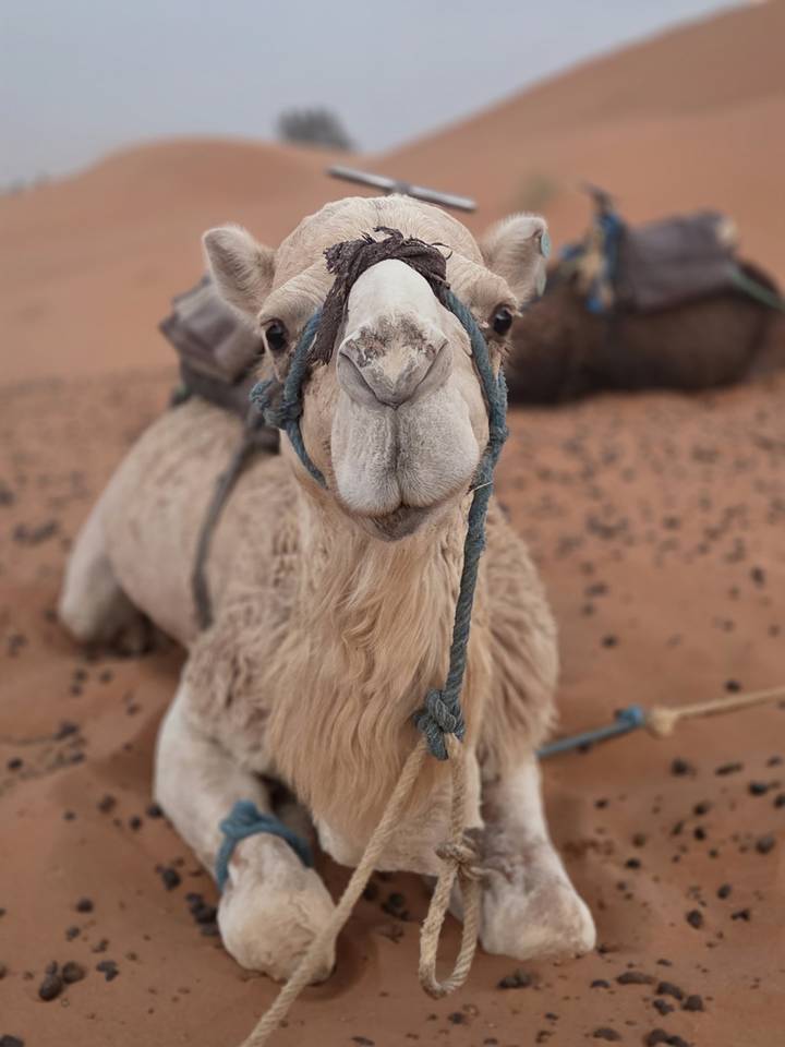 Kneeling camel in desert sand with a rope halter