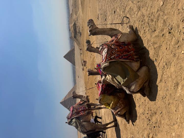 Resting camels in colorful saddles on desert sand with the pyramids of Giza rising in the hazy background