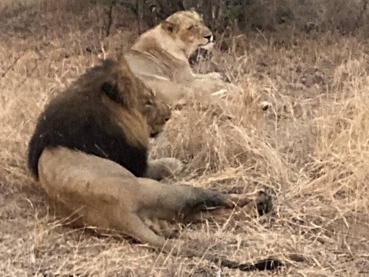 Male and female lions resting in dry savannah grass