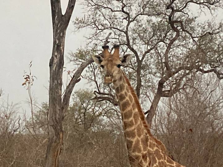 Giraffe standing among leafless trees in the bushveld