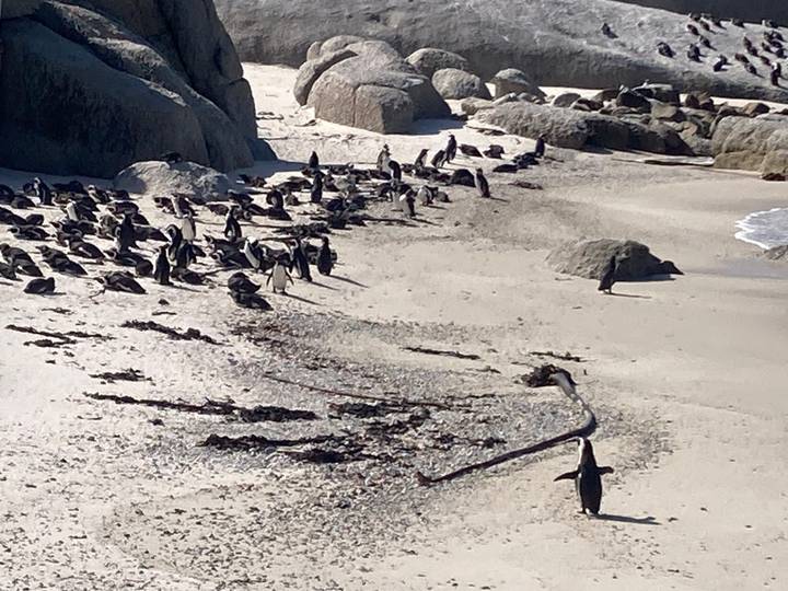 Colony of African penguins spread across a white sandy beach with granite boulders