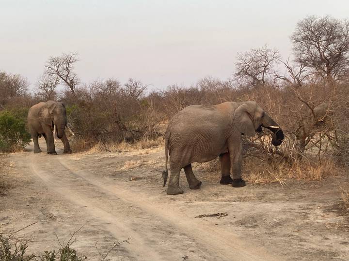 Two African elephants walking along a sandy track in bushland